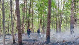 Photo d'une forêt après intervention des pompiers suite à un incendie
